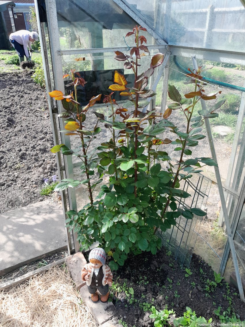 Во саду ли...в огороде — Коллекции игровых кукол (Playline): фото полок