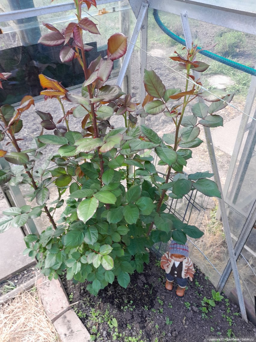 Во саду ли...в огороде — Коллекции игровых кукол (Playline): фото полок