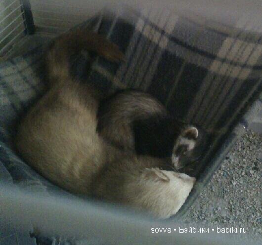 Bratzillaz,кукла