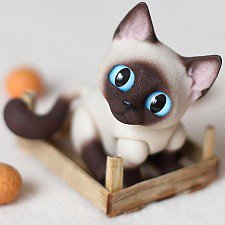 Цитрусовое настроение - 2 или знакомство с Котькой