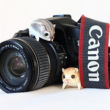 Хомки - фотографы