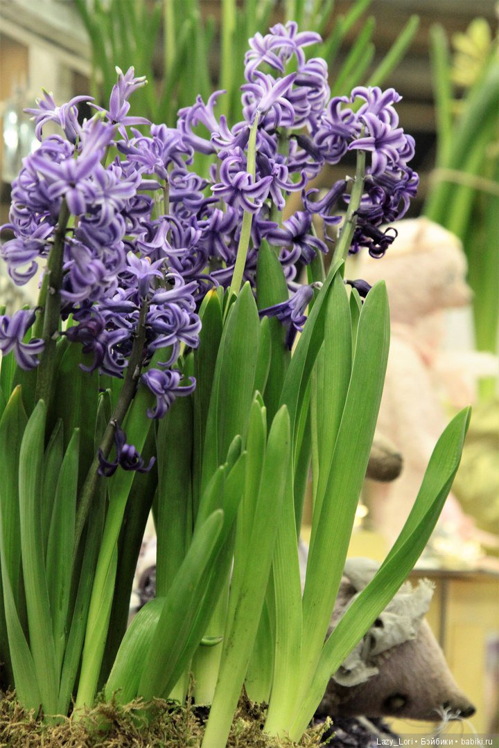 Три взгляда на весенний бал кукол 2018. Фотообзор. Взгляд второй