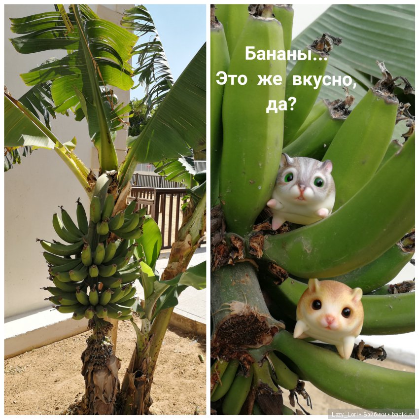 Хомки - путешественники — Фотоистории с куклами BJD (БЖД): сериалы