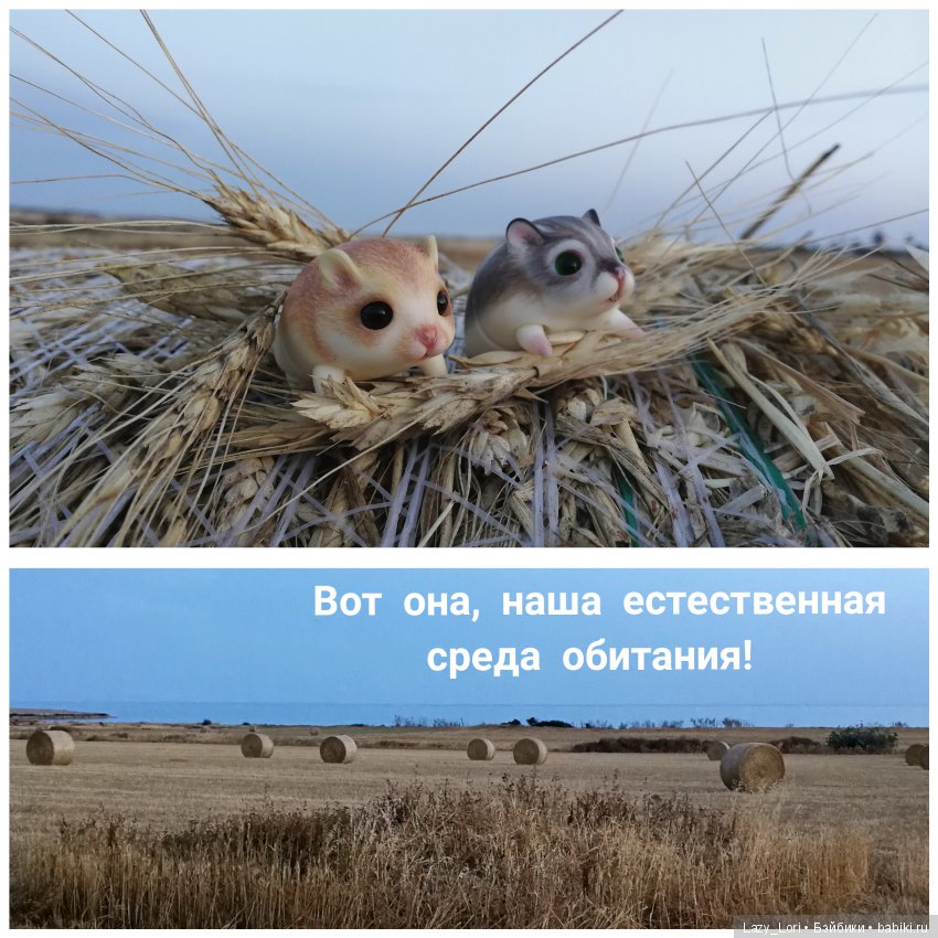 Хомки - путешественники — Фотоистории с куклами BJD (БЖД): сериалы (фото 2)