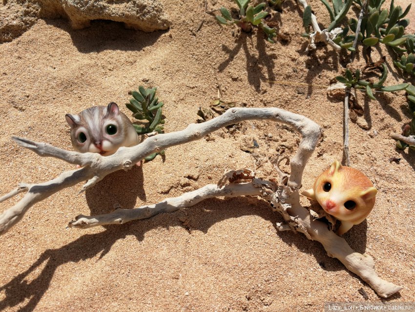 Хомячьи мини истории: пустыня (фото 2)