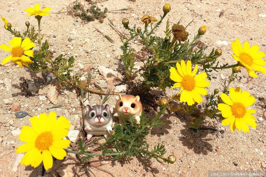 Хомячьи мини истории: пустыня (фото 7)