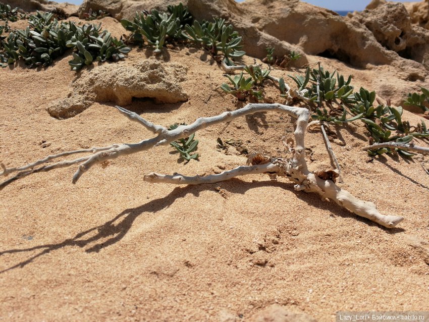 Хомячьи мини истории: пустыня