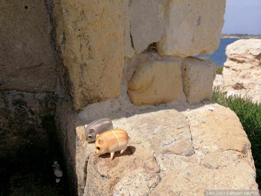 Хомячьи мини истории: пустыня (фото 6)