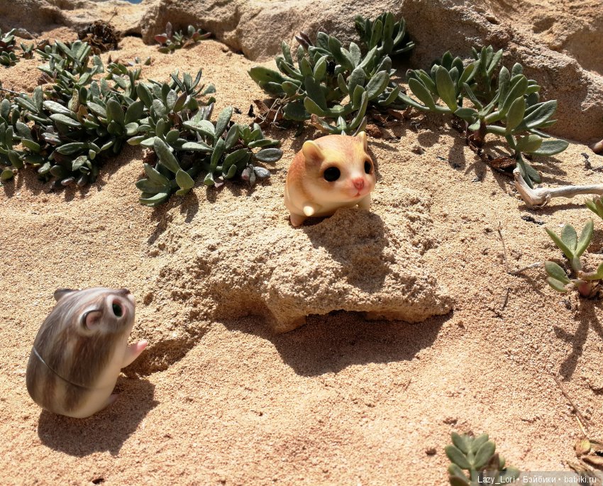 Хомячьи мини истории: пустыня (фото 4)