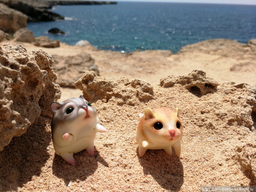 Хомячьи мини истории: пустыня (фото 5)