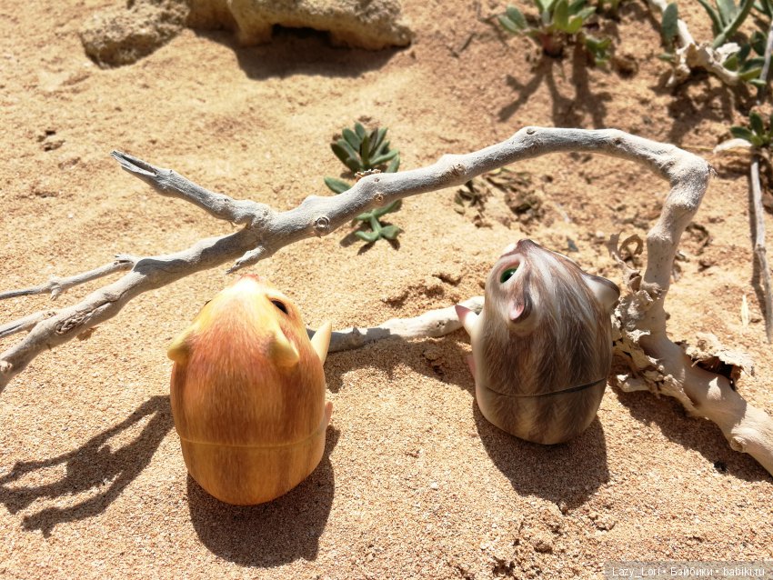 Хомячьи мини истории: пустыня (фото 3)