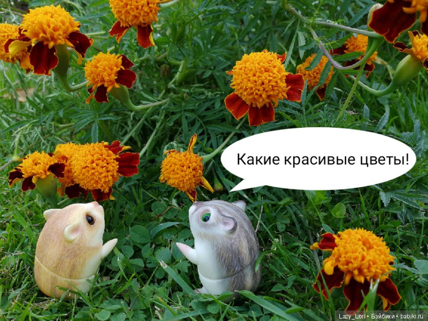 Хомки. Последние выходные лета