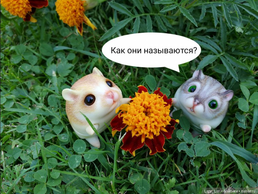 Хомки. Последние выходные лета (фото 2)