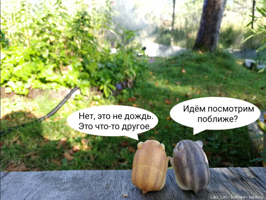 Хомки. Последние выходные лета (фото 7)