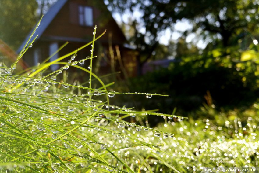 Хомки. Последние выходные лета (фото 8)