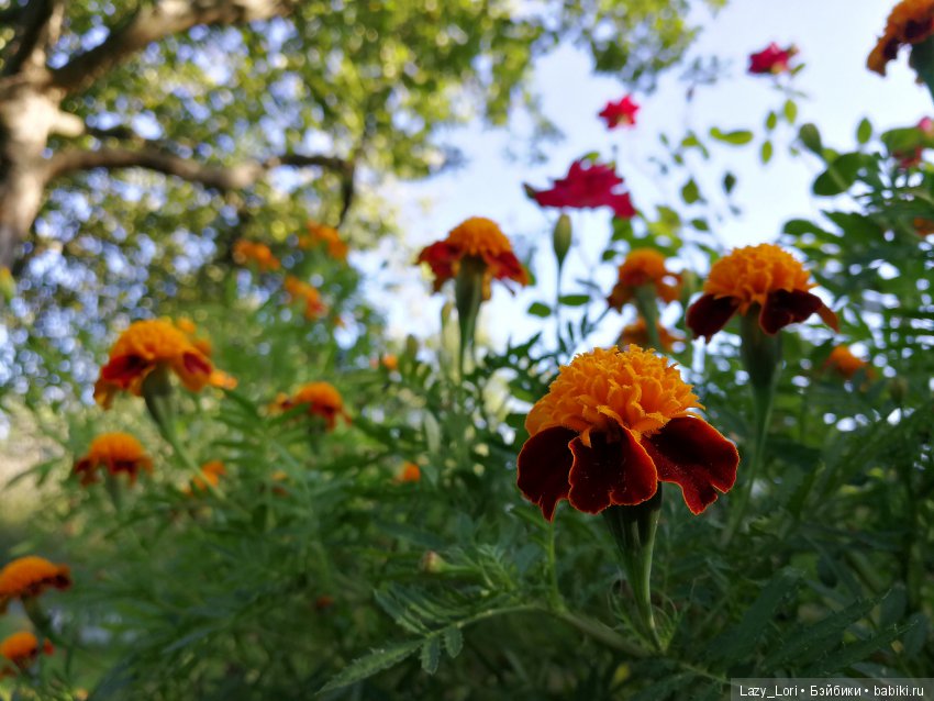 Хомки. Последние выходные лета (фото 3)