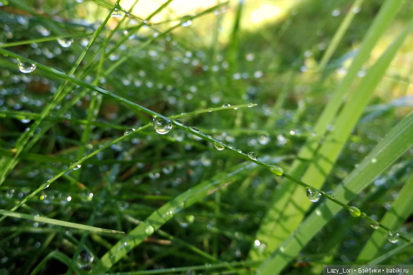 Хомки. Последние выходные лета