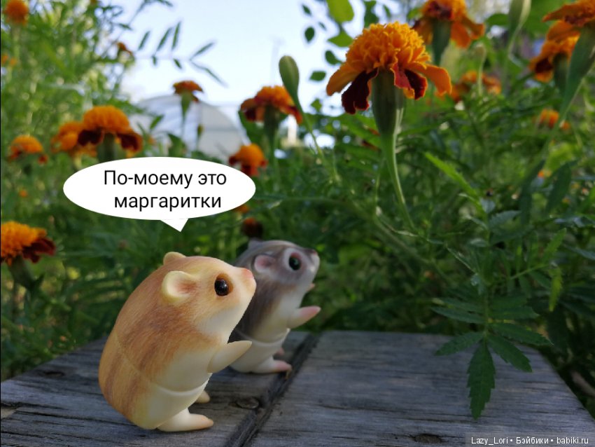 Хомки. Последние выходные лета (фото 4)