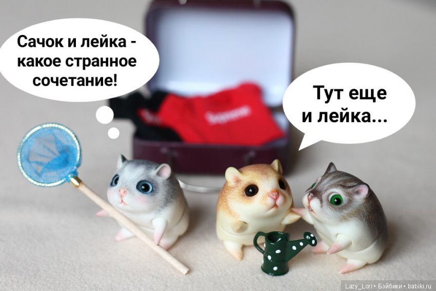 Хомки. Эпохальное знакомство (фото 5)