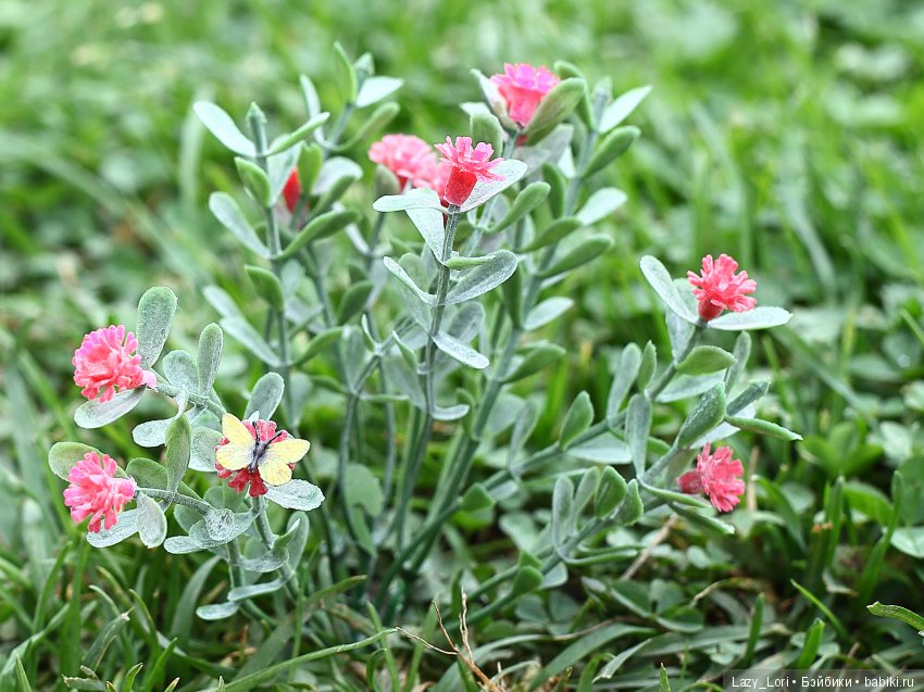 Охота на бабочек — Куклы Nikki Britt (Никки Бритт): авторские BJD (БЖД) (фото 2)