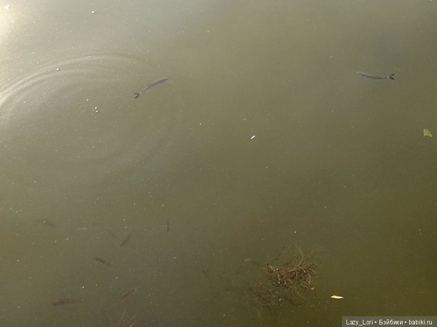 Лис Моррис идёт на рыбалку (фото 9)