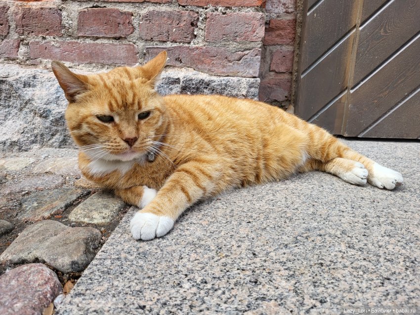 Выборг и котики — Туризм и путешествия: фотоотчеты из поездок (фото 8)