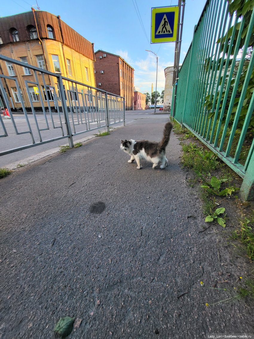 Выборг и котики — Туризм и путешествия: фотоотчеты из поездок