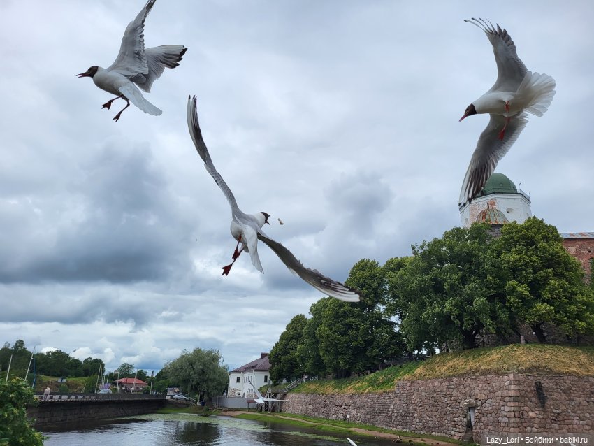 Выборг и котики — Туризм и путешествия: фотоотчеты из поездок (фото 4)