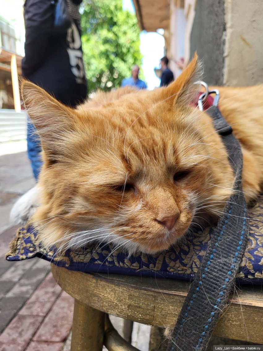 Выборг и котики — Туризм и путешествия: фотоотчеты из поездок (фото 10)