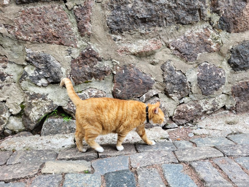 Выборг и котики — Туризм и путешествия: фотоотчеты из поездок