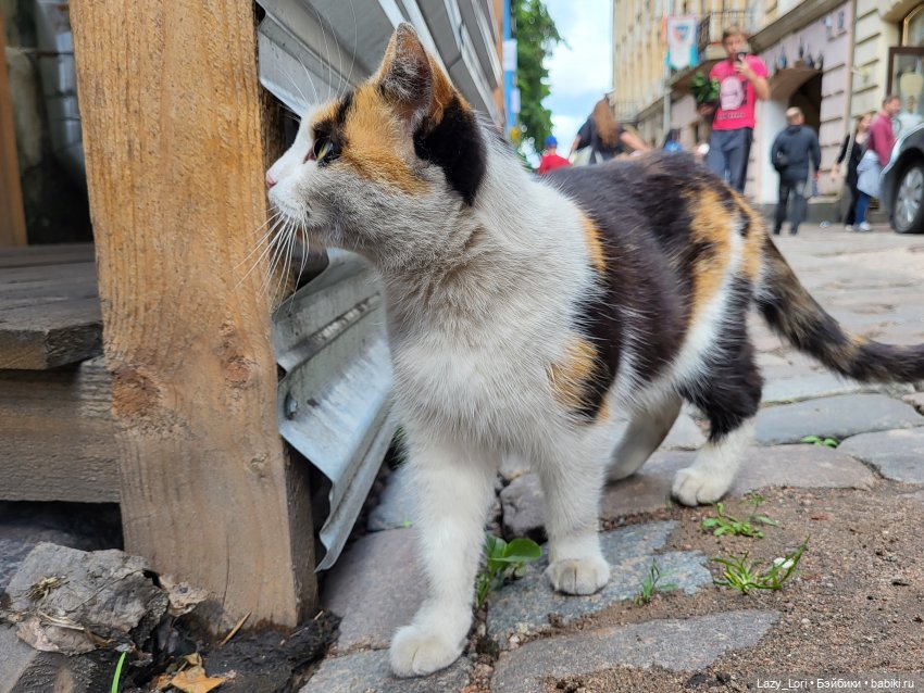 Выборг и котики — Туризм и путешествия: фотоотчеты из поездок
