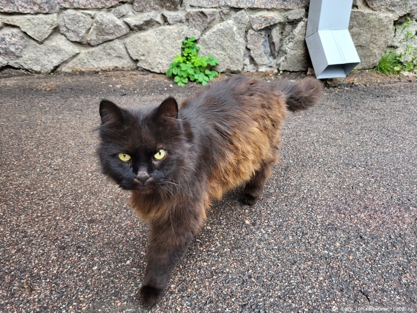 Выборг и котики — Туризм и путешествия: фотоотчеты из поездок (фото 9)