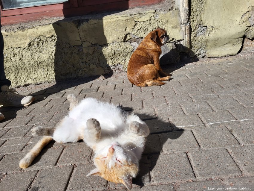 Выборг и котики — Туризм и путешествия: фотоотчеты из поездок