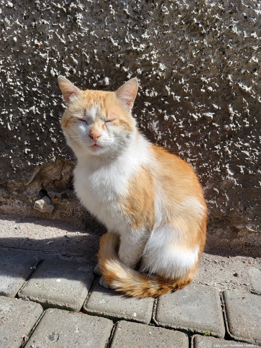 Выборг и котики — Туризм и путешествия: фотоотчеты из поездок