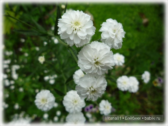 Букашки на природе — Куклы Sylvia Natterer (Сильвия Наттерер): Gotz (фото 4)