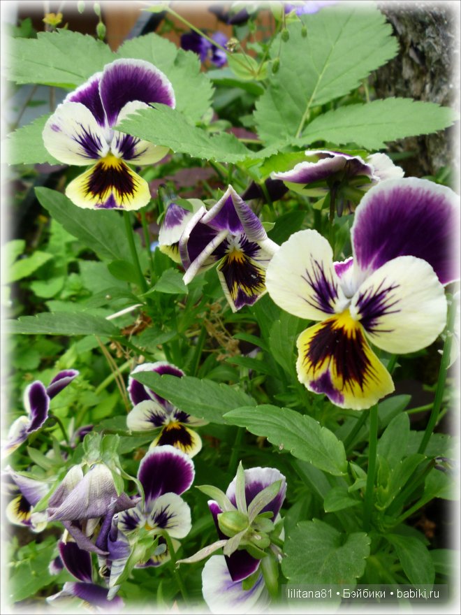 Букашки на природе — Куклы Sylvia Natterer (Сильвия Наттерер): Gotz (фото 3)