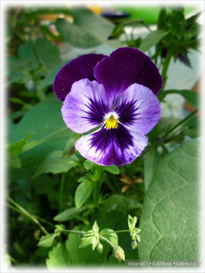 Букашки на природе — Куклы Sylvia Natterer (Сильвия Наттерер): Gotz (фото 8)