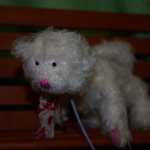 Zwergnase бывают и мохнатые. Linn-Gisela.