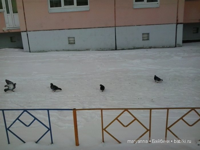 голуби голуби