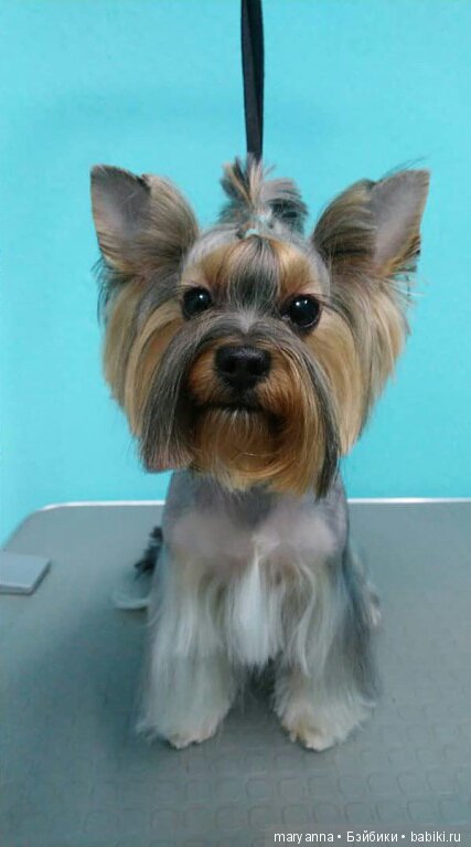 Джерри 1 год