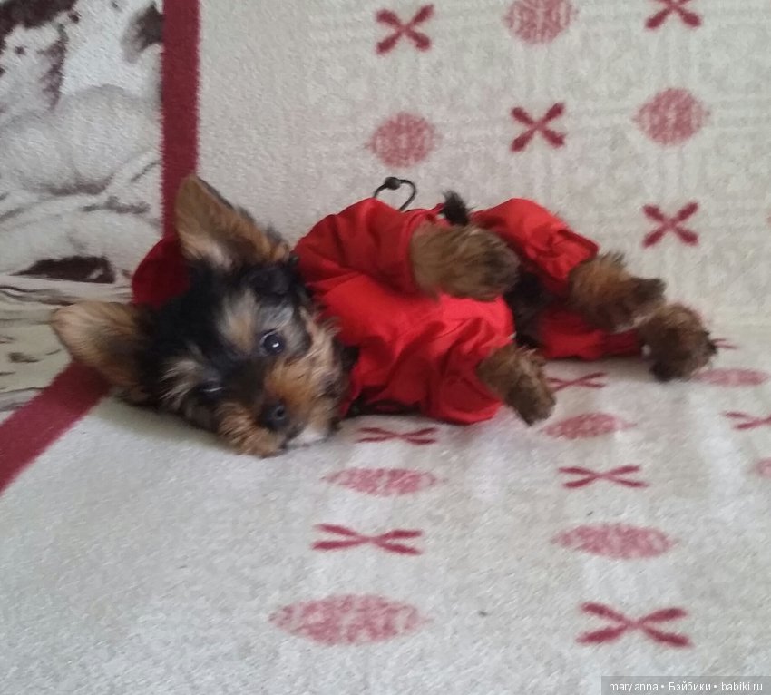 Джерри 2 месяца.