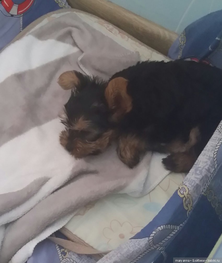 Джерри и плед