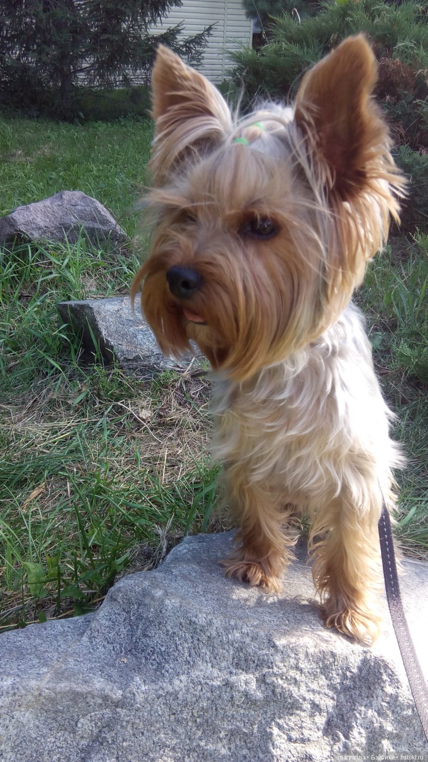 Джерри,   август  2018.