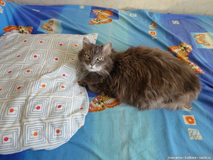 Альфуше  12 лет