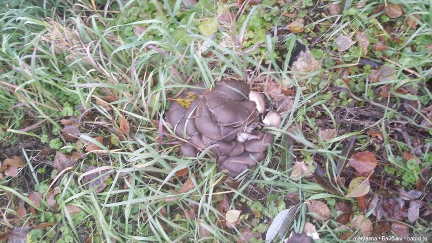 Черные  грузди