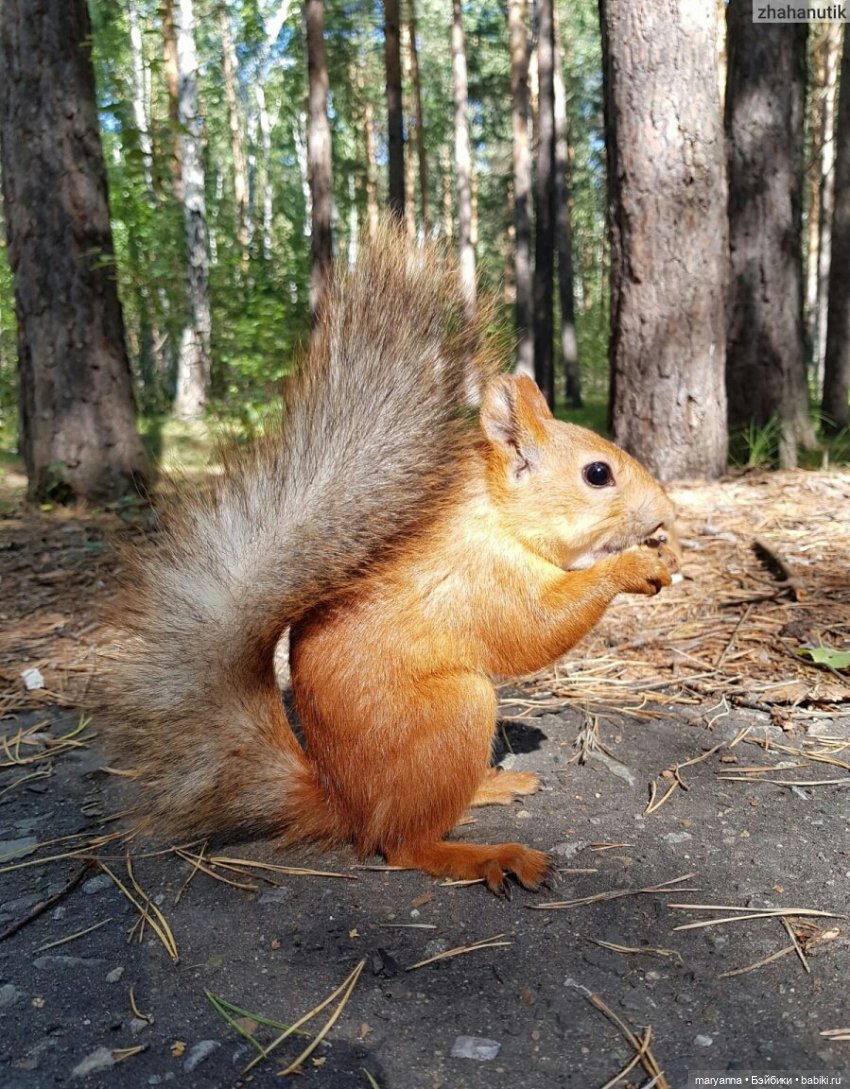 Белка  с орехом