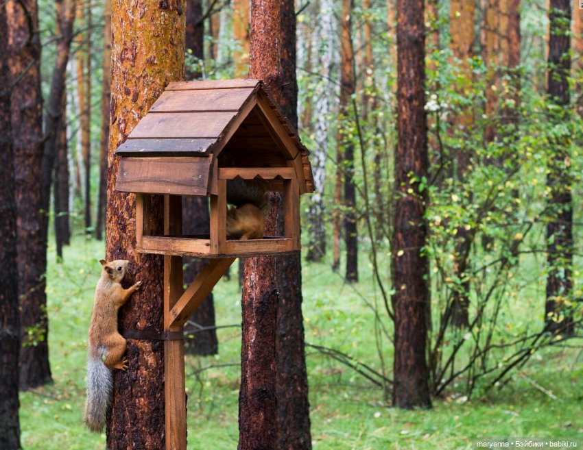 Белки  в кормушке