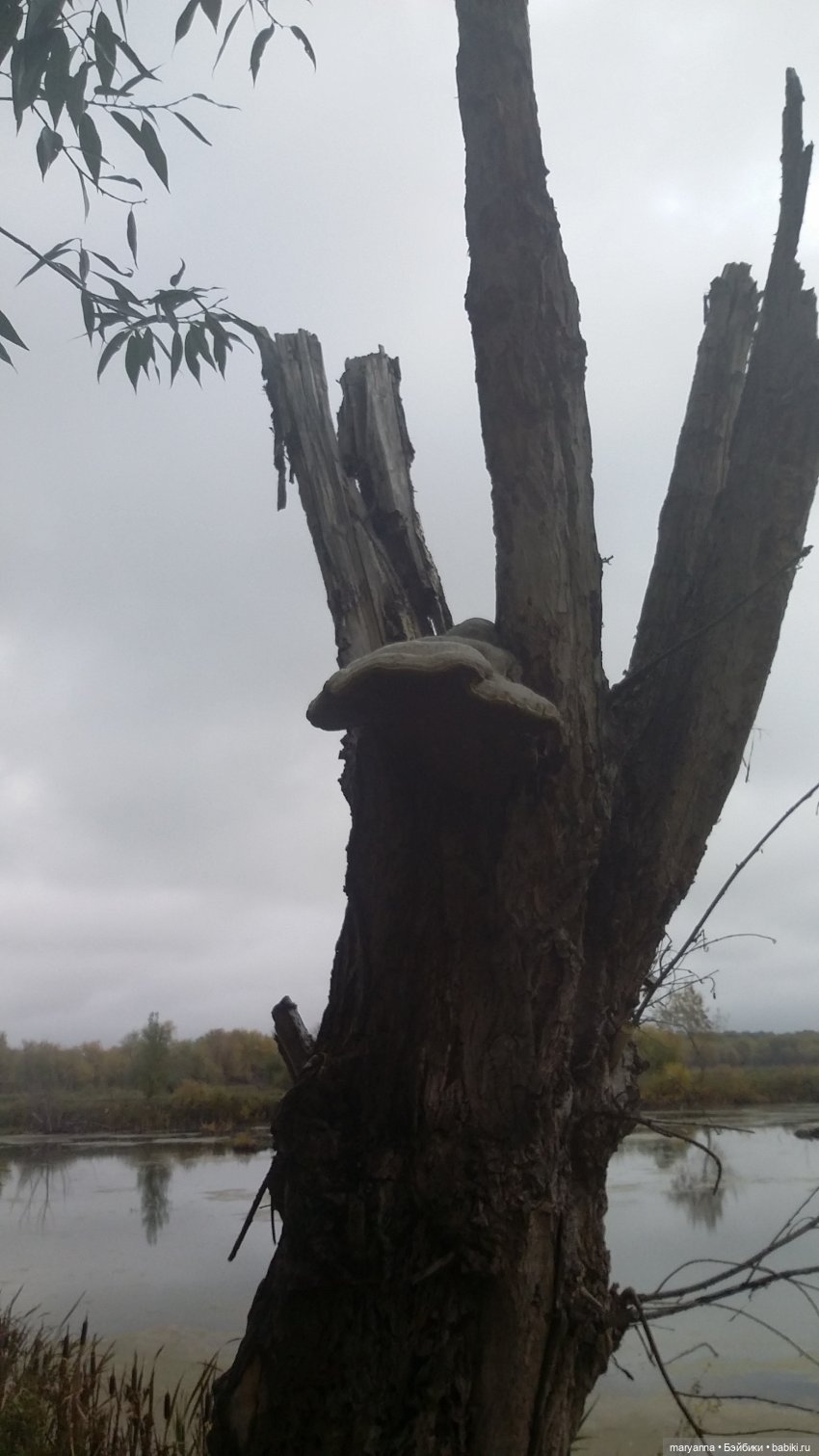 Осенняя прогулка с Миленкой. Санаторий "Колос" (фото 7)