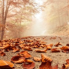Осенняя  прогулка  с Миленкой. Санаторий "Колос"