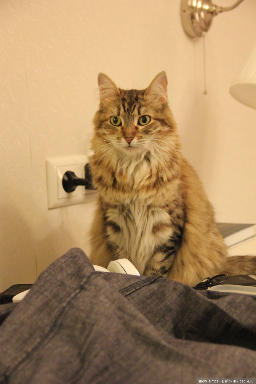 Хранитель забытой мечты — Авторские текстильные куклы: Вальдорфские (фото 5)